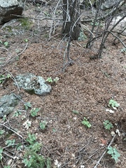 Tamiasciurus fremonti