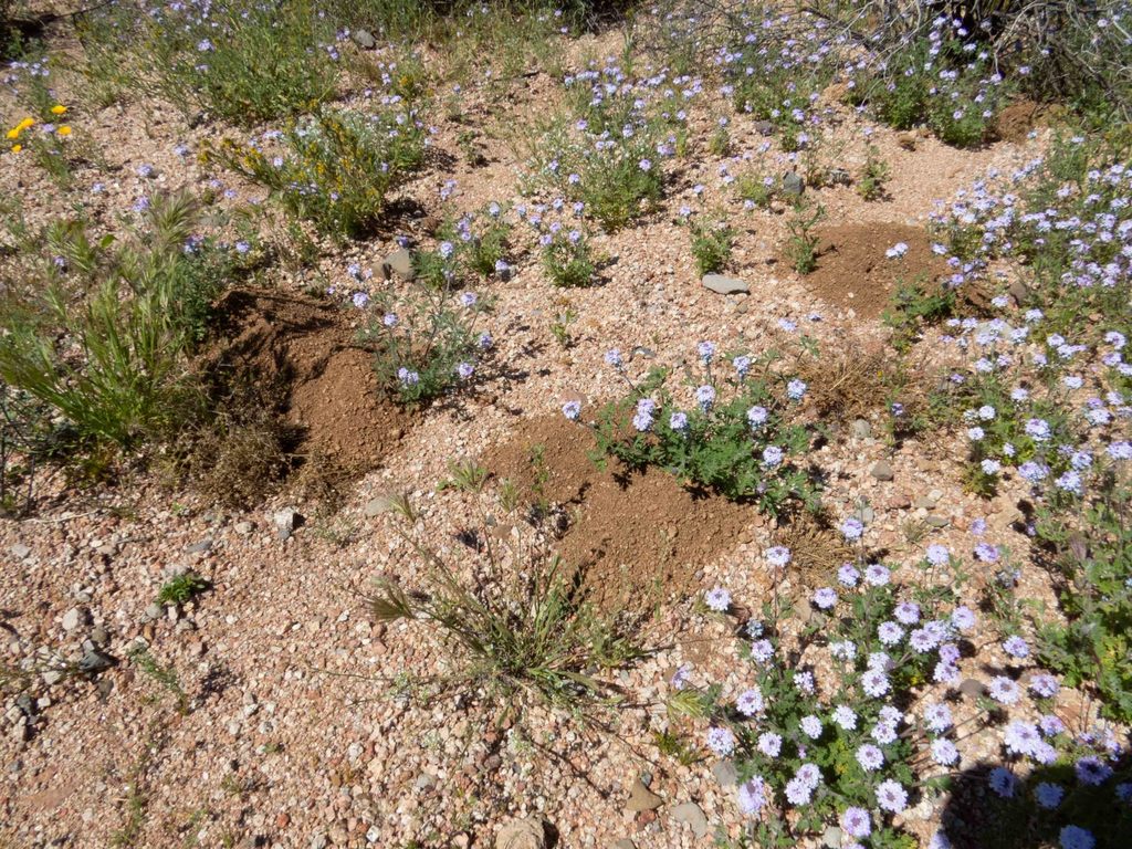 Western Pocket Gophers from Tonto National Forest, Arizona, USA on