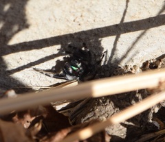Phidippus audax