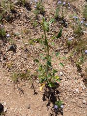 Thelypodium wrightii