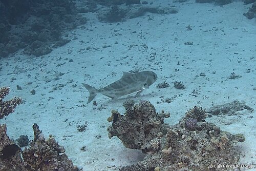 Seriolina nigrofasciata observed 2026-01-22