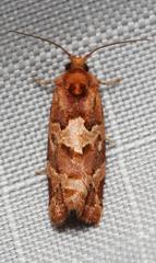 Argyrotaenia tabulana