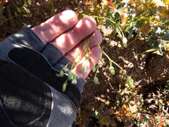 Malacothrix clevelandii