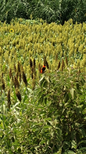 Northern Red Bishop