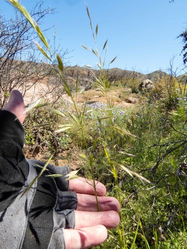 Bromus arizonicus, 2020-04-09