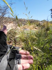 Bromus arizonicus