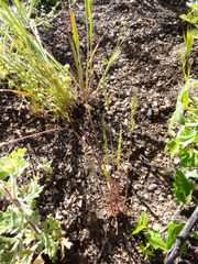 Poa bigelovii