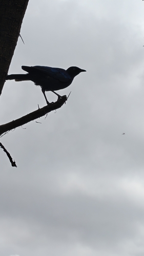 Rüppell's Starling