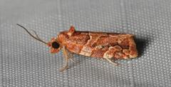 Argyrotaenia tabulana