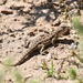 Eastern Smooth-throated Lizard - Photo (c) silviolamothe, some rights reserved (CC BY-NC), uploaded by silviolamothe