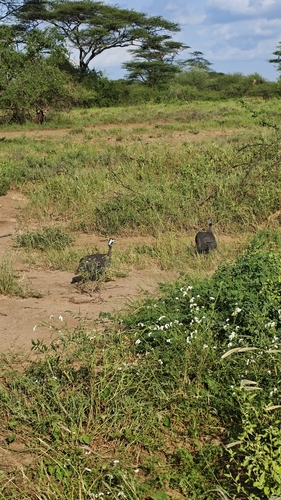 Helmeted Guineafowl