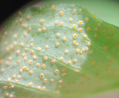 Uromyces ari-triphylli