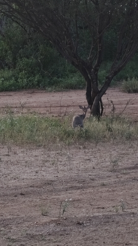 Günther's Dik-dik