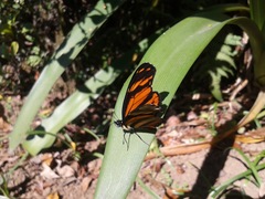 Eresia phillyra phillyra