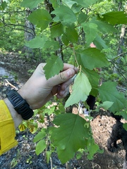 Crataegus pulcherrima