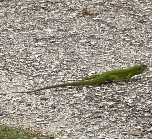 Balkan Green Lizard