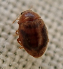 Rhyzobius chrysomeloides