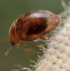 Rhyzobius chrysomeloides