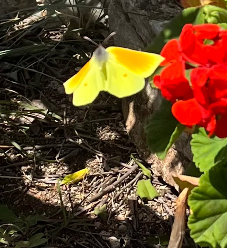 Cleopatra Butterfly