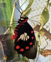 Pachliopta polydorus