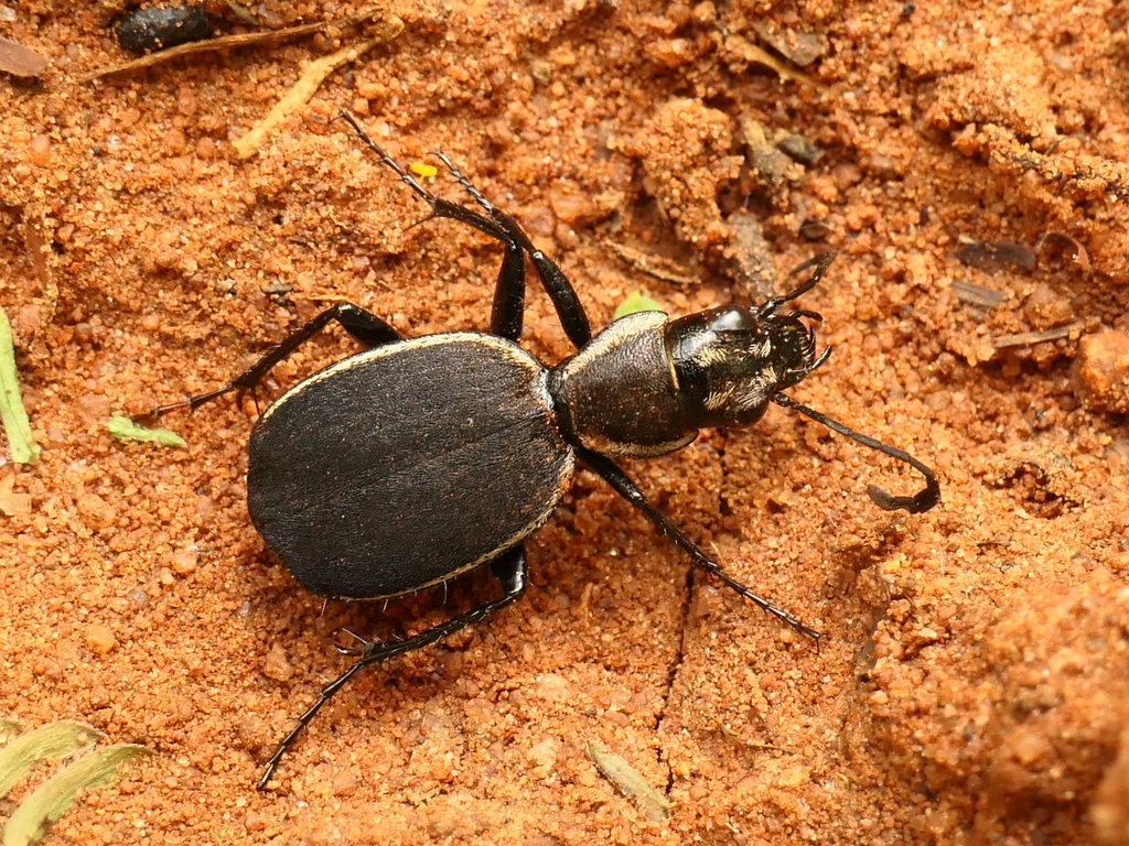 Graphipterus circumcinctus