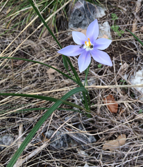 Nemastylis geminiflora