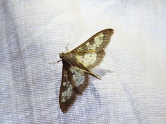 Diacme elealis