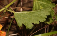 Hermannia scabricaulis