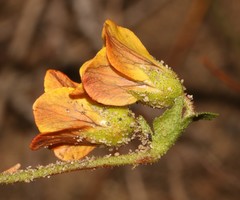 Hermannia scabricaulis