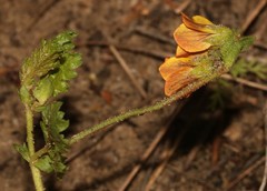 Hermannia scabricaulis