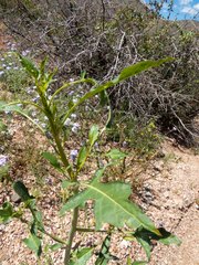 Thelypodium wrightii