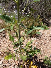 Thelypodium wrightii