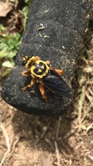 Laphria saffrana