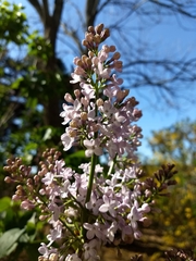 Syringa vulgaris