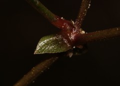 Rhynchosia ferulifolia