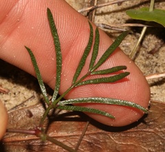 Rhynchosia ferulifolia
