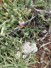 Tulipa humilis