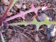 Malacothrix clevelandii