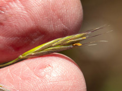 Bromus arizonicus