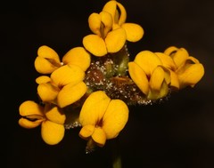 Rhynchosia ferulifolia