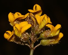 Rhynchosia ferulifolia