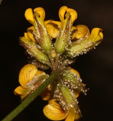 Rhynchosia ferulifolia