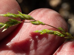 Poa bigelovii