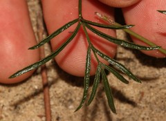 Rhynchosia ferulifolia