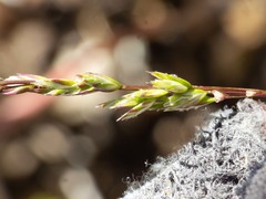 Poa bigelovii