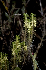 Fernandezia crystallina