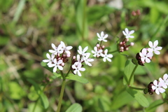 Valerianella ozarkana