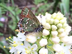 Callophrys gryneus castalis