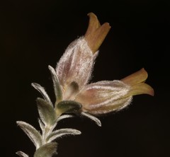 Amphithalea tomentosa