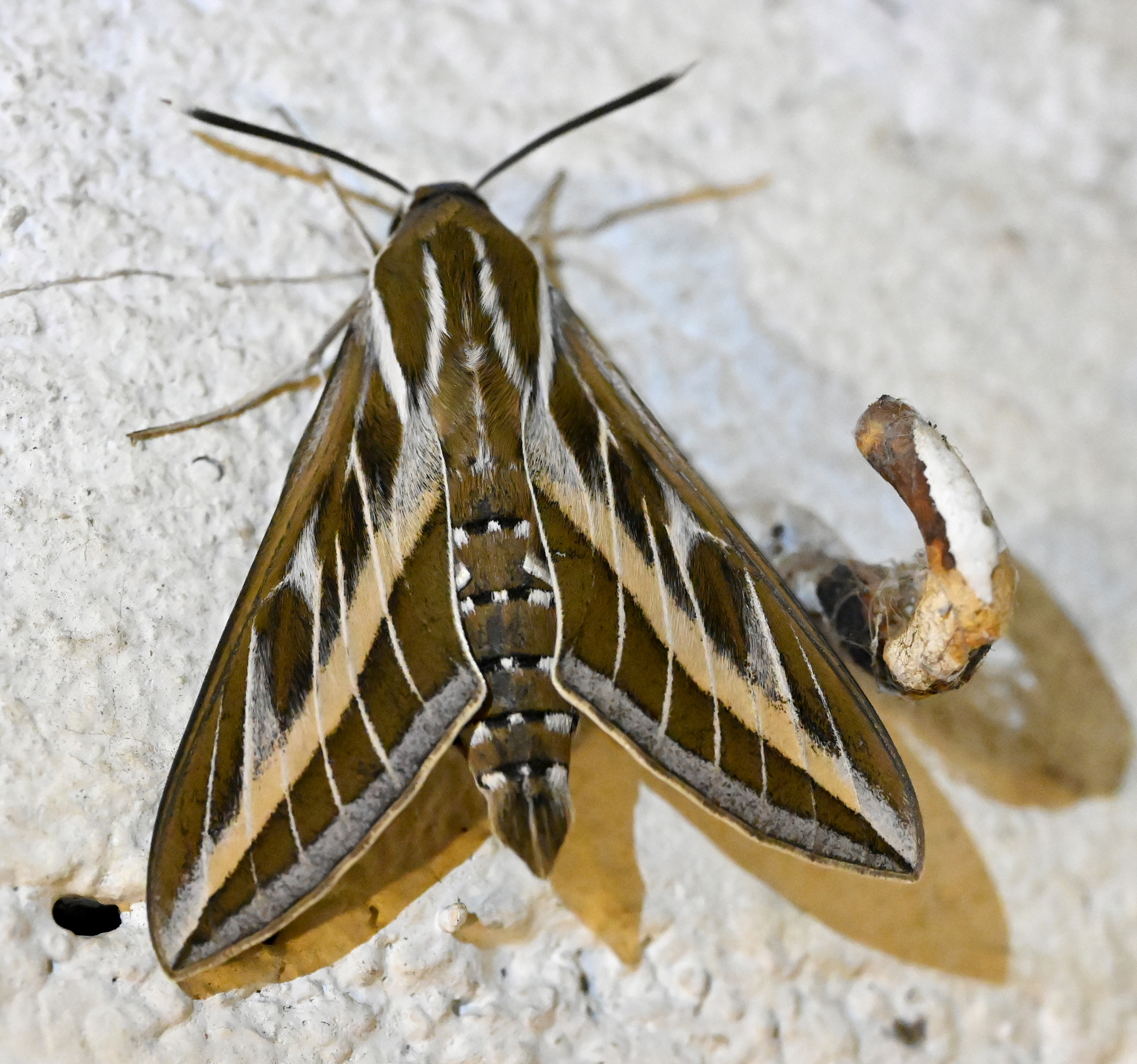 Hyles livornica